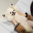 (주)스타몽 | 서울 강남 애견호텔 &amp; 강아지 유치원 스타몽 (시기, 비용, 픽업, 미용실)