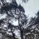 풍수명당공인중개사사무소 | [왕과 사는 남자 2탄] 3.1절에 마주한 영월의 신비로운 기운, 청령포와 장릉 여행기