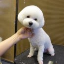 보우동물병원 이미지