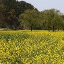 금강축산 | 4월에 갈 만한 봄나들이 여행 (겹벚꽃 성지, 금강 유채, 선비 수선화)