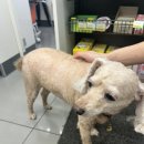 뽀그리멍 이미지