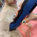 솜이 펫살롱 이미지