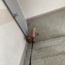 쁘띠앤독 이미지