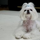 두치애견샵 네이버블로그