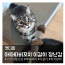 송이캣 | 천연재료로 만들어져 씹어도 안심인 고양이 장난감 캣디피 '마따따비꼬치'