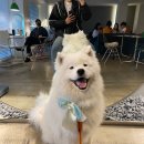 달리포유 이미지