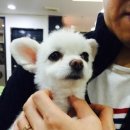 몽이네 애견샵 이미지