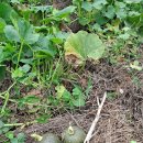 푹우가 지나가고 단호박 수확시기는? 이미지