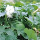 하늘타리 이미지