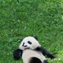 팬더 이미지