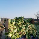 늘청춘건강원 이미지