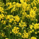 황금뷰티 이미지