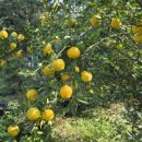 논골농장 이미지