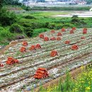 장부다리주유소 이미지