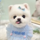 하떼하떼 이미지