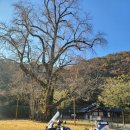 의령향교 | 경남 가을 은행나무 명소 의령, 함안.2025년 11월 세째 주말