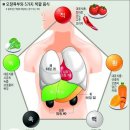 장부(臟腑)의 특징과 건강관리 이미지