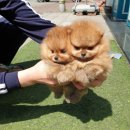 메르시몽프레 포메분양&애견카페 이미지