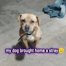 강아지집 이미지