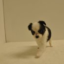 유올펫 강아지고양이 청주점 이미지