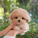 부산강아지분양 미유펫 이미지