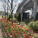 지례쉼터 이동식공중화장실 | [튤립 맛집] 중랑천 용비쉼터 – 지금이 딱! 서울 튤립 명소 찐 추천