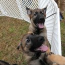 백두축산 이미지