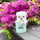 블리독(동대문장안점) 이미지