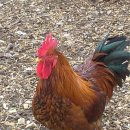 연우농장 이미지