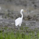 평택의 중백로(Intermediate egret) 이미지