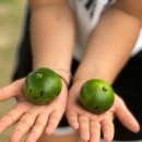 안식농장 이미지