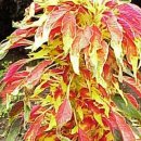 아까먹고또먹고 이미지