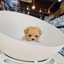 착한애견분양강아지 수원광교본점 이미지