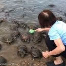 거북이가든 이미지