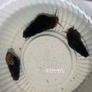 쪼맨한맘달 이미지