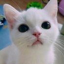 이쁜냥이 이미지