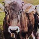 천금목장 이미지