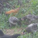 청계복지농장 이미지