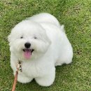 제주 애견 아가야 이미지