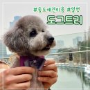 도그트리 이미지