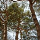 풀잎향기 이미지