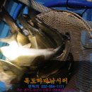 장전낚시터 Daum카페