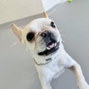 몽블리 애견카페 이미지