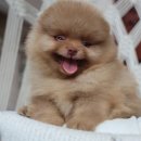 왕실동물병원 이미지