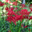 영골숲 | 불갑산 산행 후기