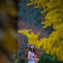 임고서원의 은행나무 이미지