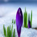 눈 속의 크로커스(Crocus) 이미지