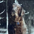 플루크 이미지