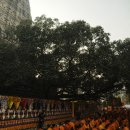 붓다의 성도지 - 보드가야 마하보디 대사원 보리수 이미지