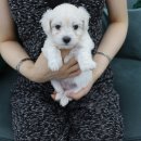 NOBLESSE.PET 이미지